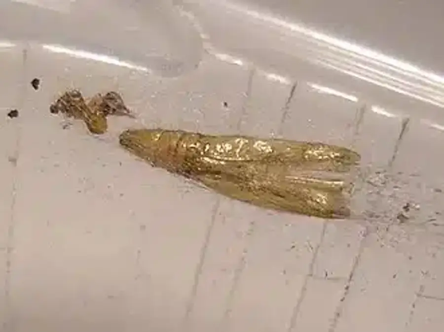 Translucent insect specimen in a container