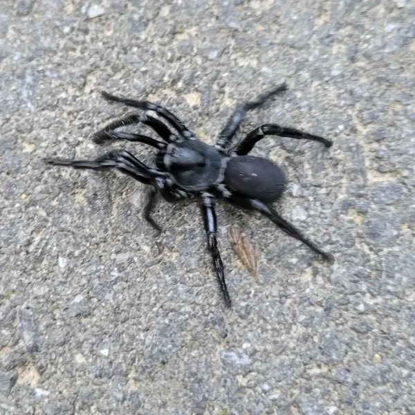Top-down view of a dark trapdoor spider on concrete showing stocky body and thick legs