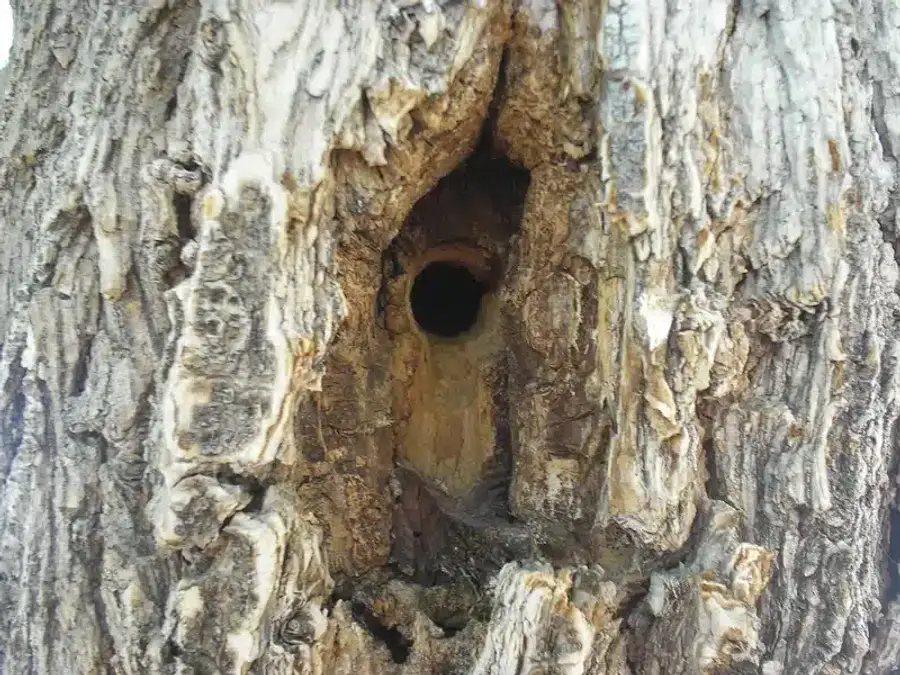 Hollow in tree bark