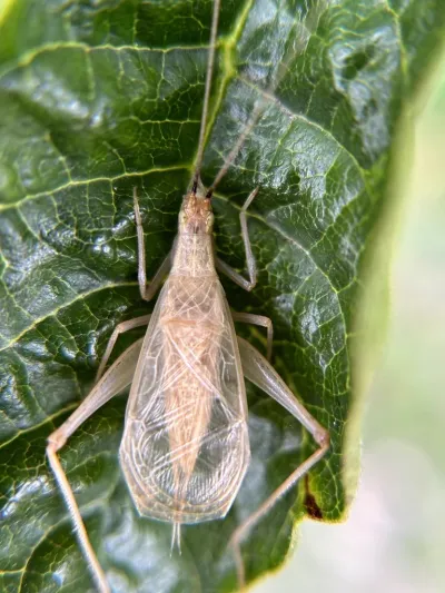 Top-down view of a tan tree cricket on a green leaf showing its distinctive wing pattern