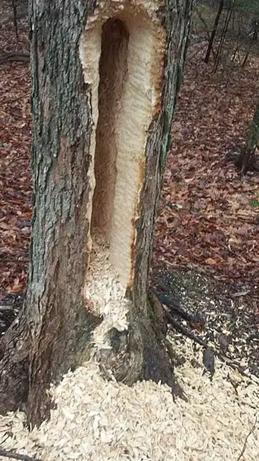 Hollowed tree trunk with wood shavings