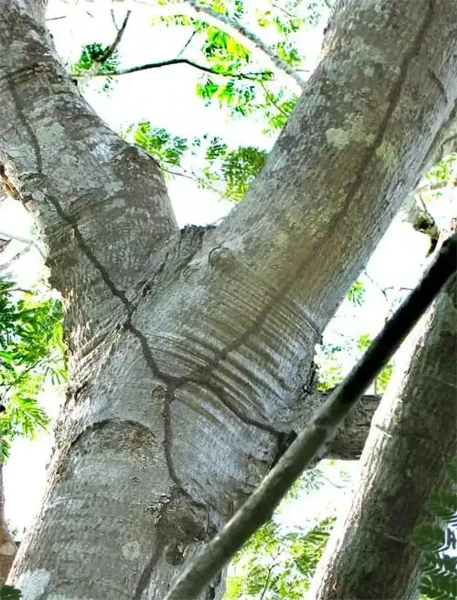 Tree trunk with visible damage