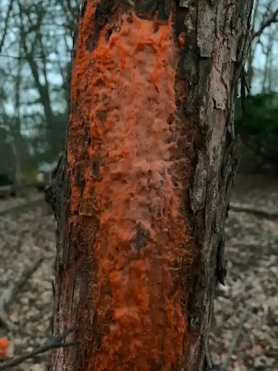 Tree bark with orange fungus