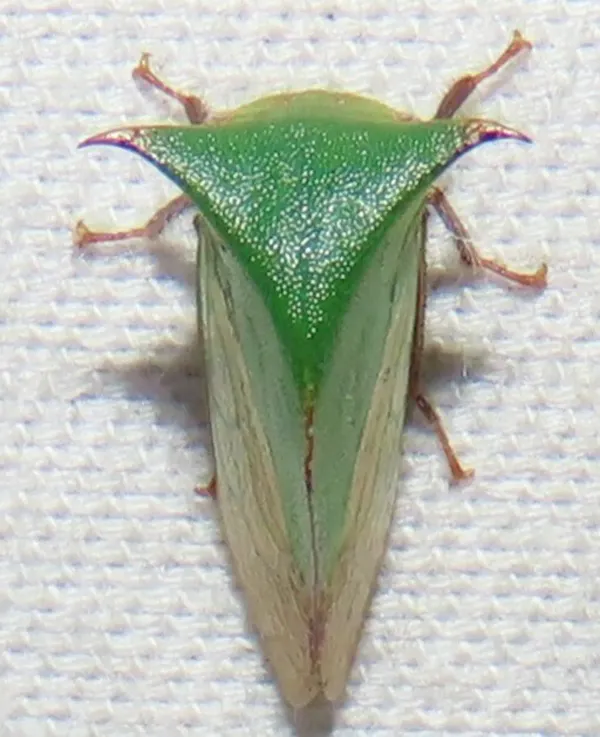 Green buffalo treehopper displaying its characteristic triangular shape and thorn-like pronotum