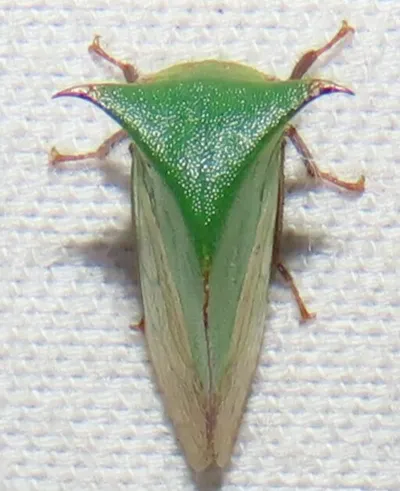 Green buffalo treehopper displaying its characteristic triangular shape and thorn-like pronotum