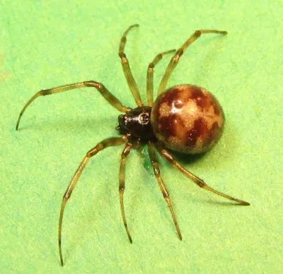 Top-down view of a triangulate cobweb spider showing the distinctive zigzag pattern on its abdomen