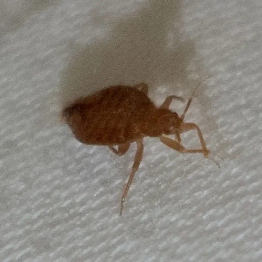 Adult tropical bed bug Cimex hemipterus on white fabric showing legs and antennae