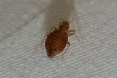Adult tropical bed bug showing its oval, flattened body and reddish-brown coloring on a light surface
