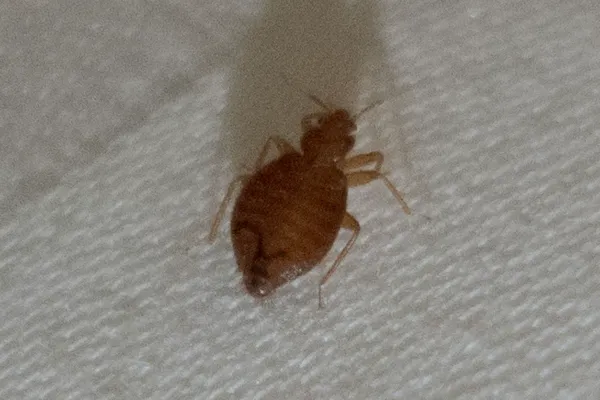 Adult tropical bed bug showing its oval, flattened body and reddish-brown coloring on a light surface
