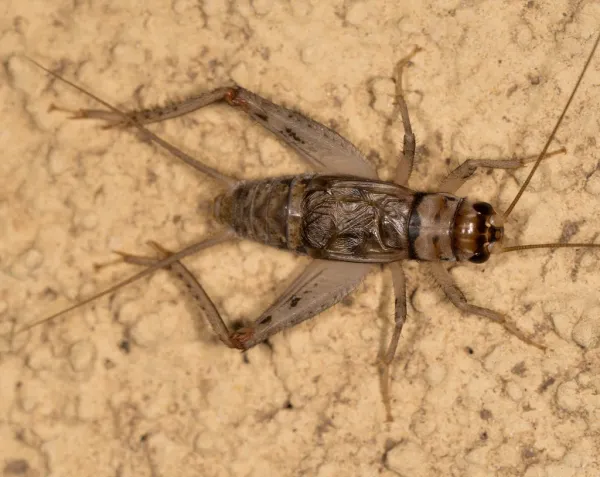 Top-down view of a tropical house cricket showing its tan coloring and distinctive banded pattern