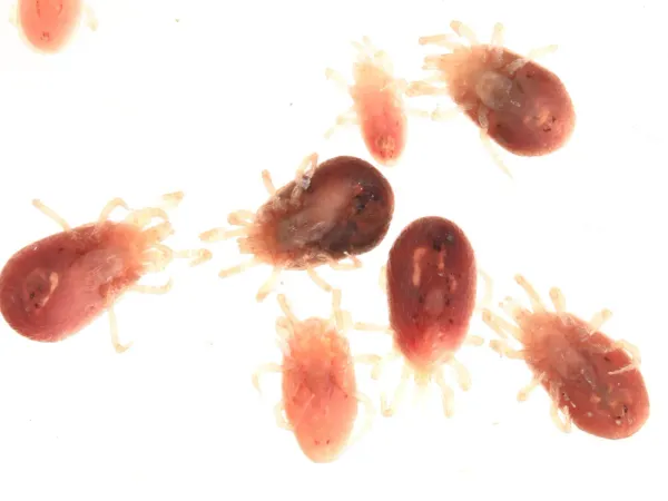 Group of tropical rat mites on a white background showing oval reddish bodies and eight pale legs