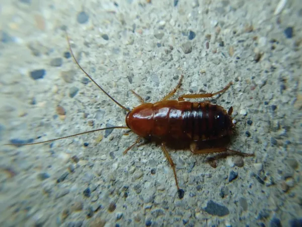 Female Turkestan cockroach showing dark brown body with cream-colored markings along the edges