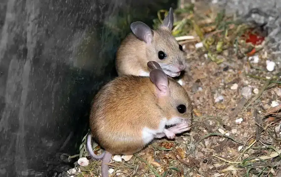 Two [field mice](/pests/rodents/field-mice/) in grassy area