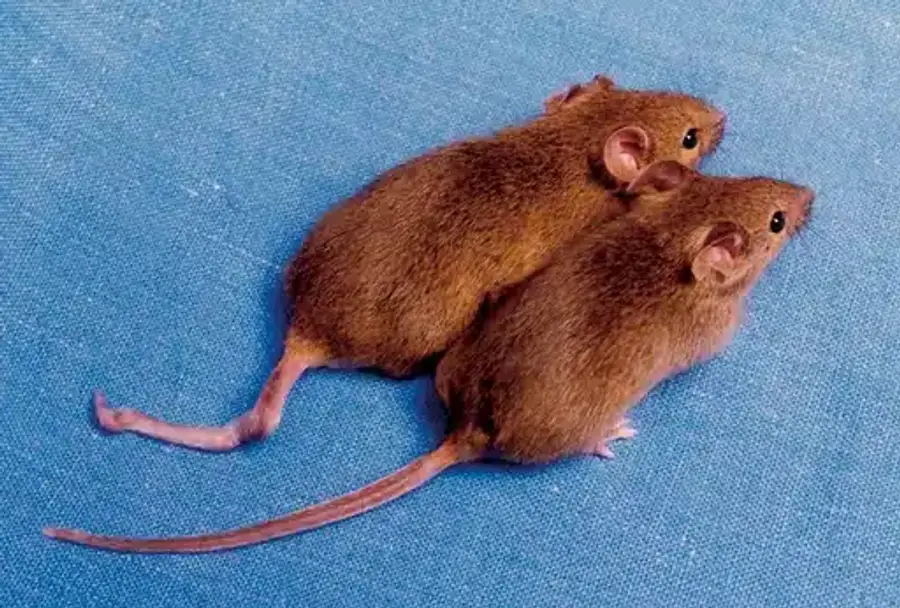 Two rodents showing the rapid breeding potential of rat populations