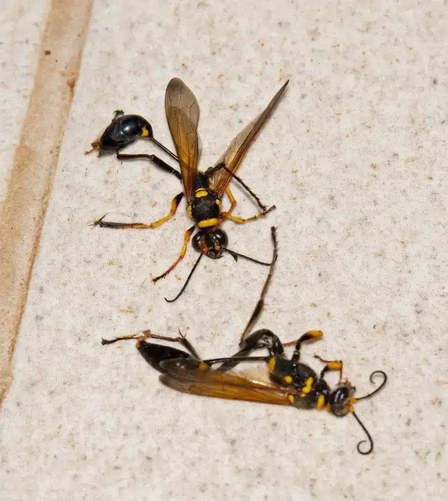 Two mud dauber wasps showing body structure details