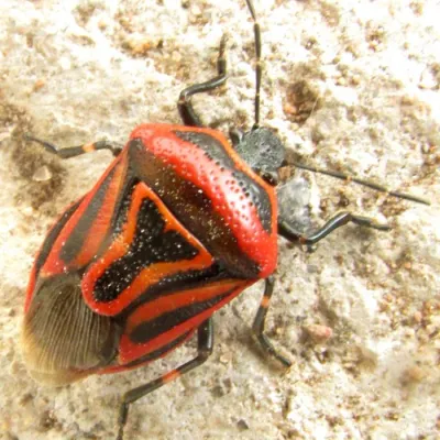 Two-Spotted Stink Bug