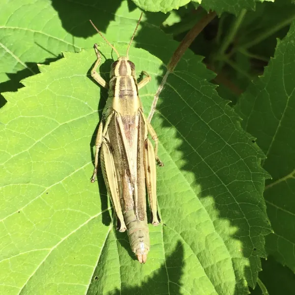 Top-down view of a two-striped grasshopper on a green leaf showing its distinctive pale dorsal stripes
