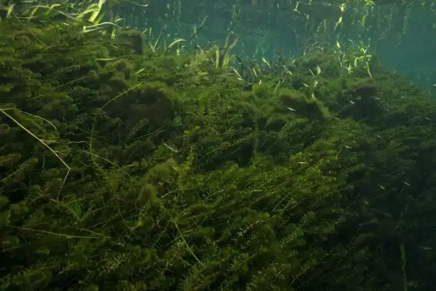 Underwater vegetation in clear water