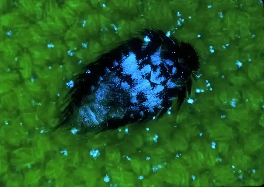 Insect on green surface close-up