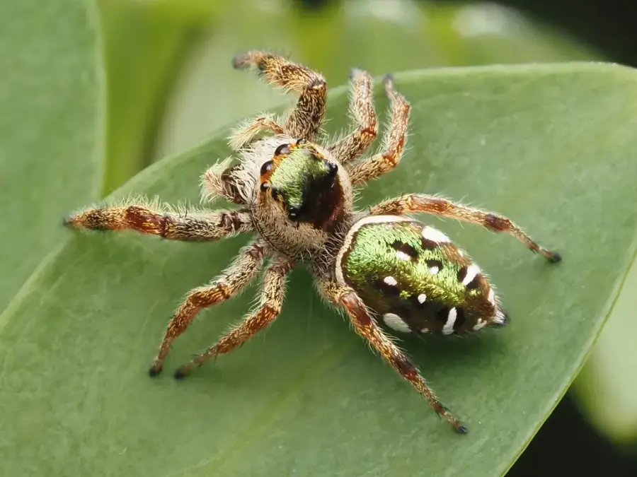 Female golden jumping spider with a metallic green abdomen and white marks on a green leaf