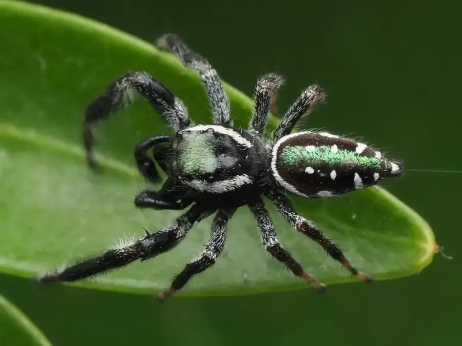 Male golden jumping spider, black with white stripes, on a green leaf