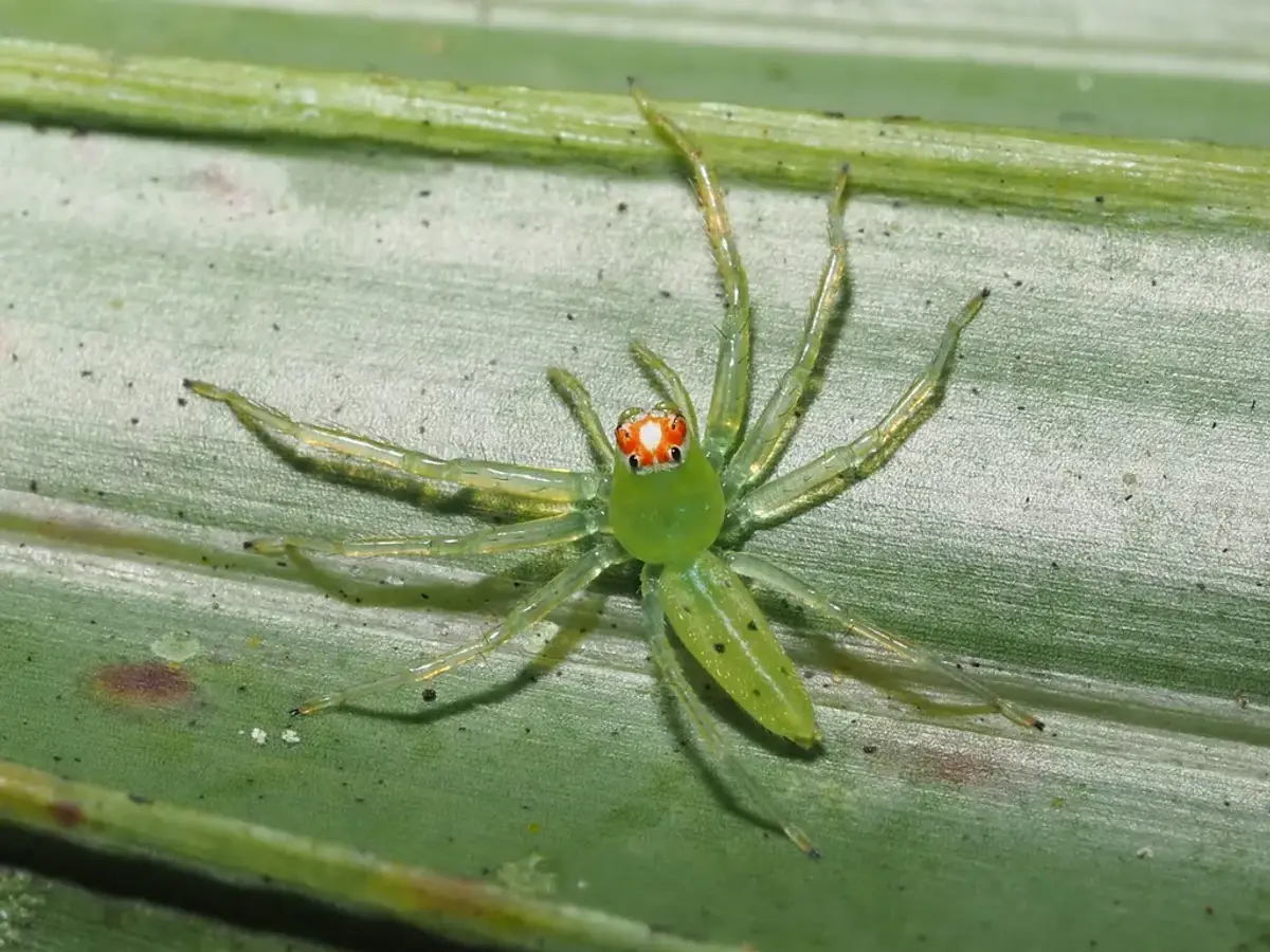 Magnolia green jumping spider, pale translucent green with orange-red scales around its eyes, on a leaf