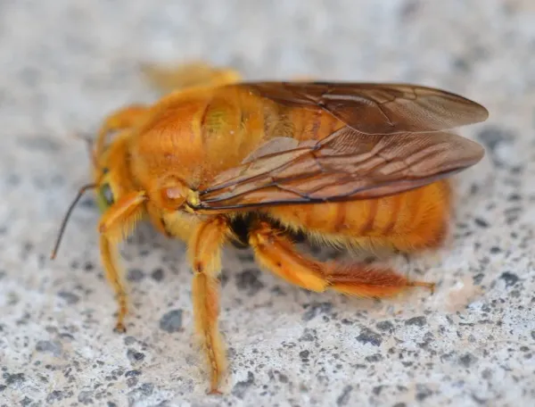 Male valley carpenter bee showing golden-orange body and wings resting on concrete