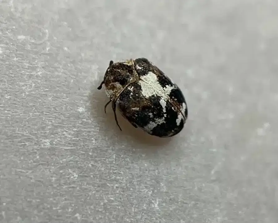 Detailed view of adult carpet beetle showing markings and coloration
