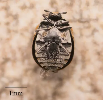 Varied Carpet Beetles