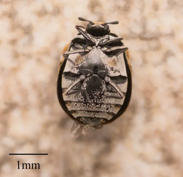 Top-down view of a varied carpet beetle showing its distinctive mottled pattern of white, brown, and yellow scales with 1mm scale bar