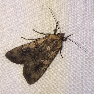 Variegated cutworm moth (pearly underwing) showing mottled brown and gray wing pattern