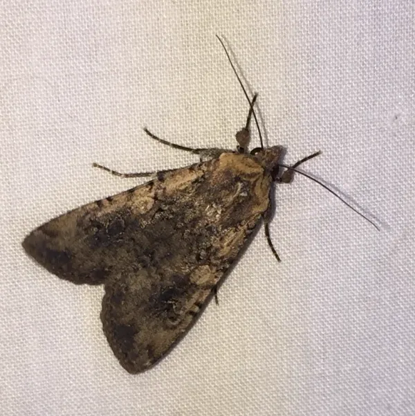 Variegated cutworm moth (pearly underwing) showing mottled brown and gray wing pattern