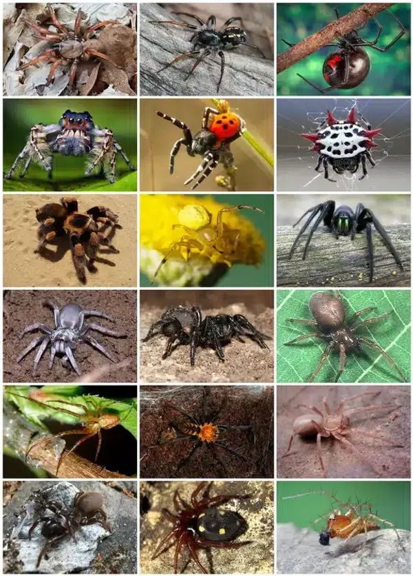 Spider Names Guide: Unique Species Identification Ideas