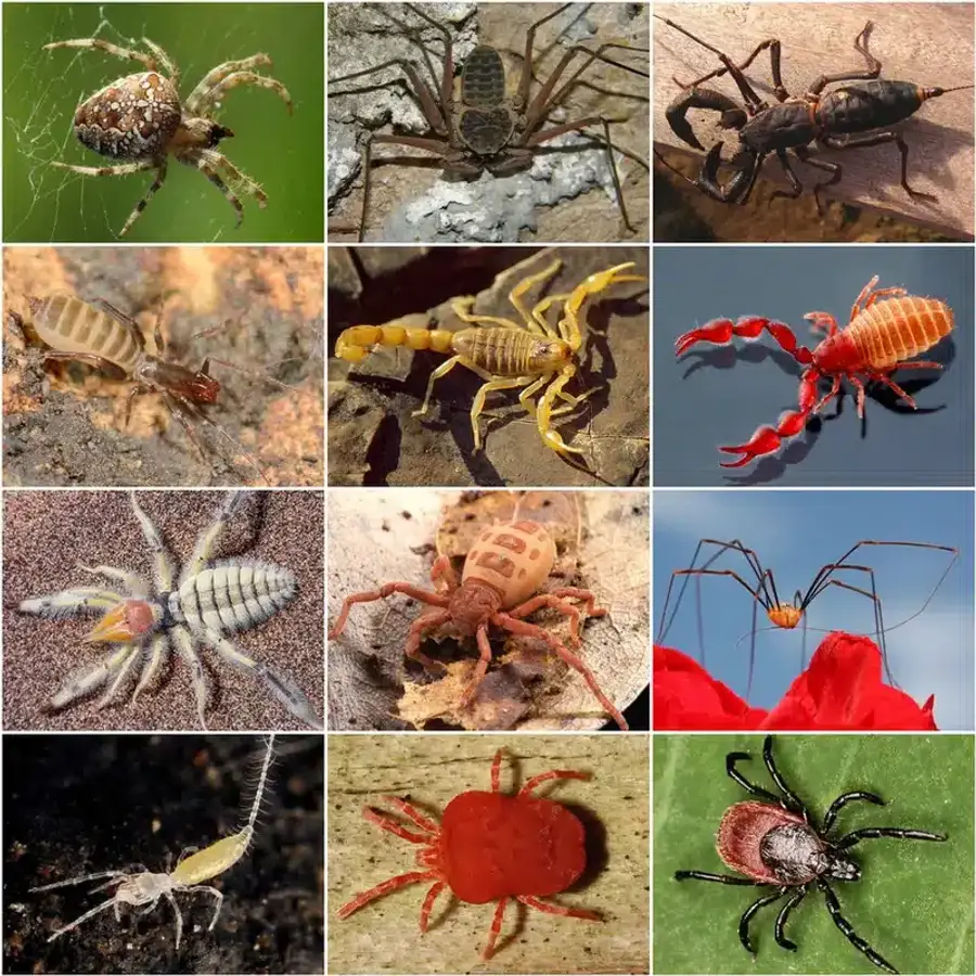 Various arachnids including spiders and scorpions showing their eight-legged body plan