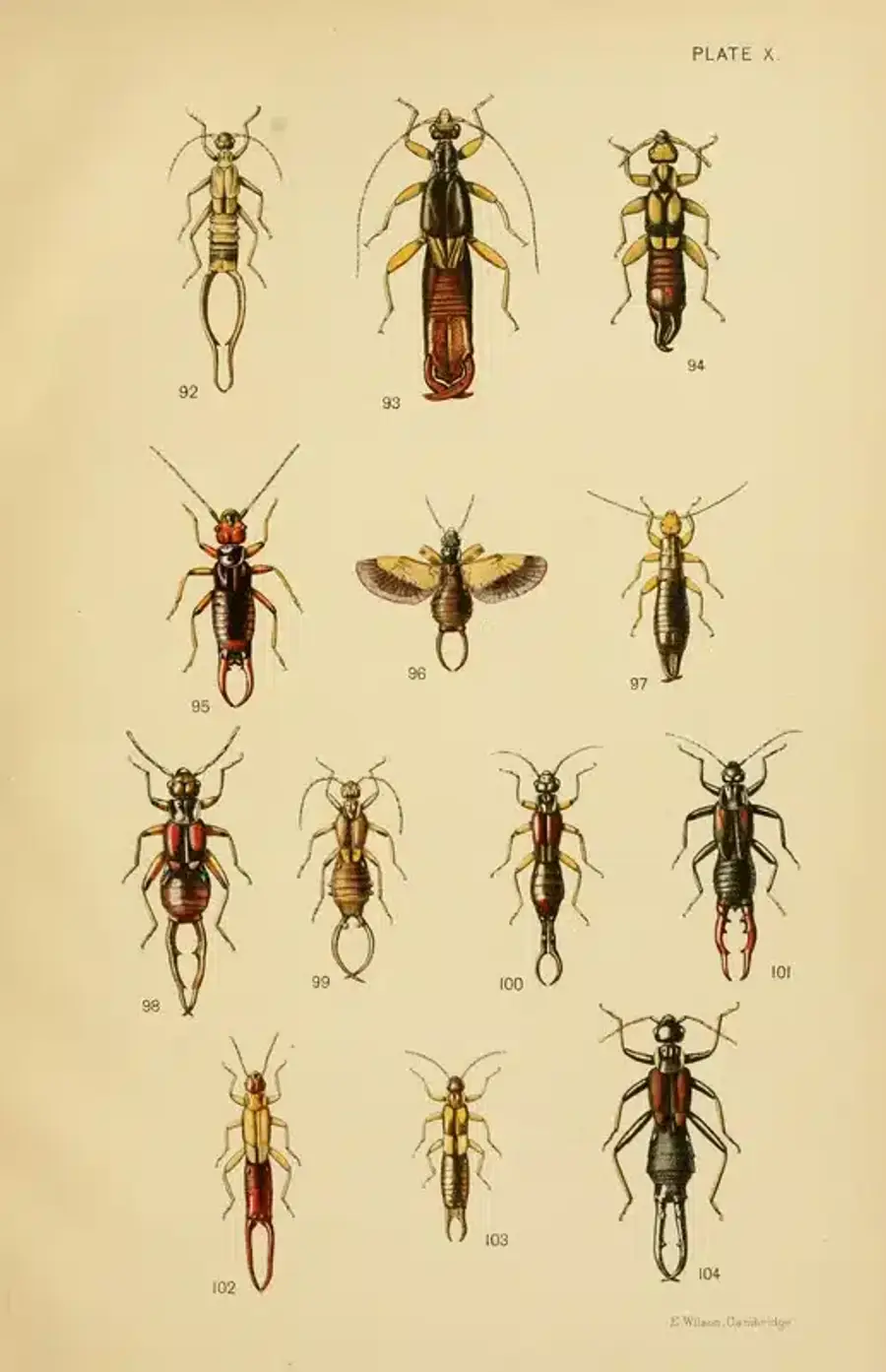 Illustration of various insects and pests