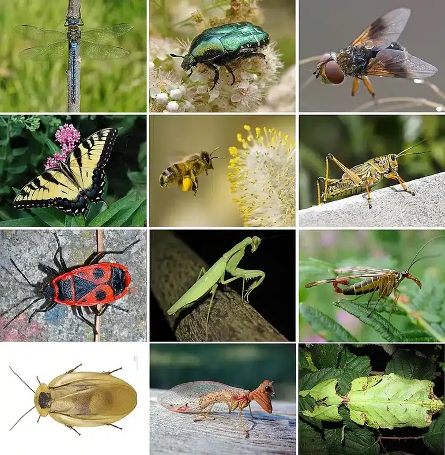 Collage of various insects and pests