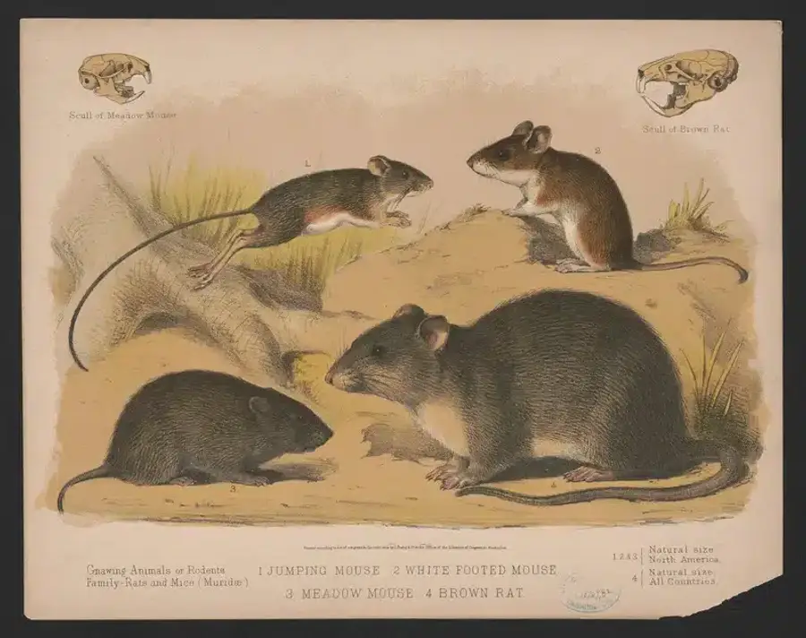 Illustration of different mice and a rat