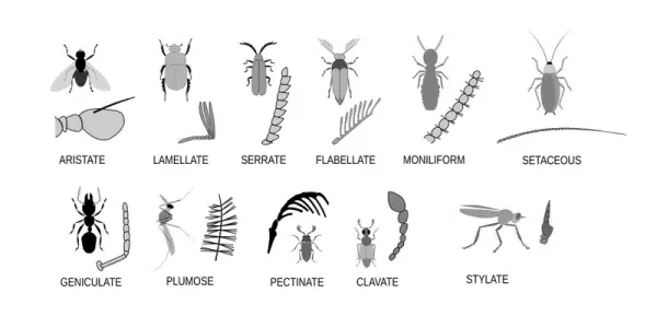 How Long Do Ants Live? Complete Guide to Ant Lifespans