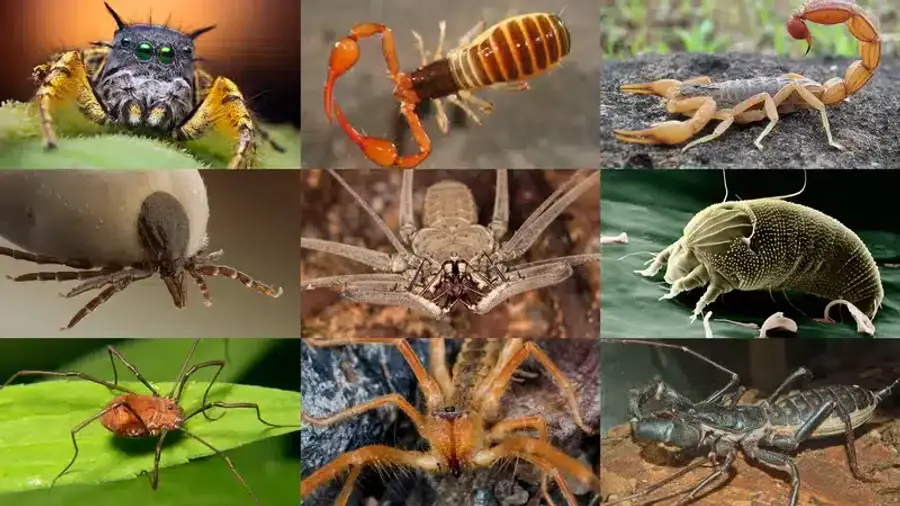 Collage of various insects and pests