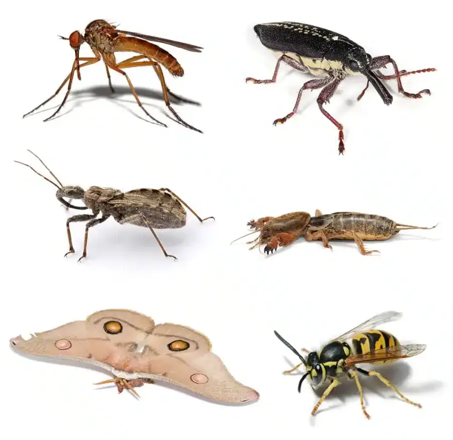 Collage of various insects and pests