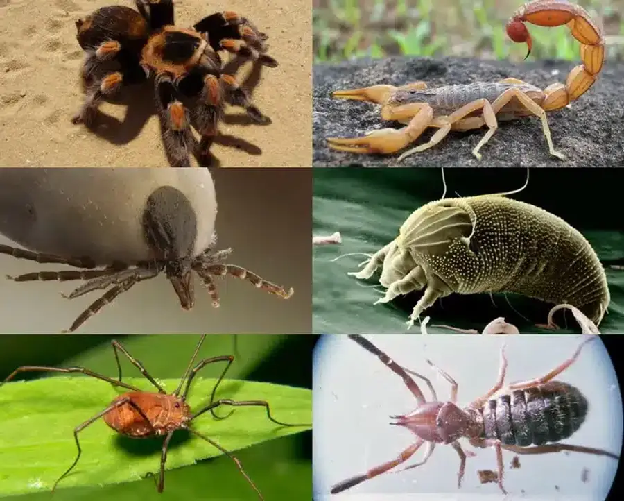 Collage of various pests