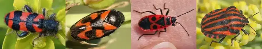 Four types of pests with red and black patterns