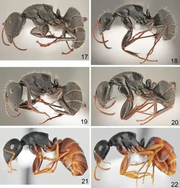 Kinds of Ants: Identifying Different Types in DC Metro