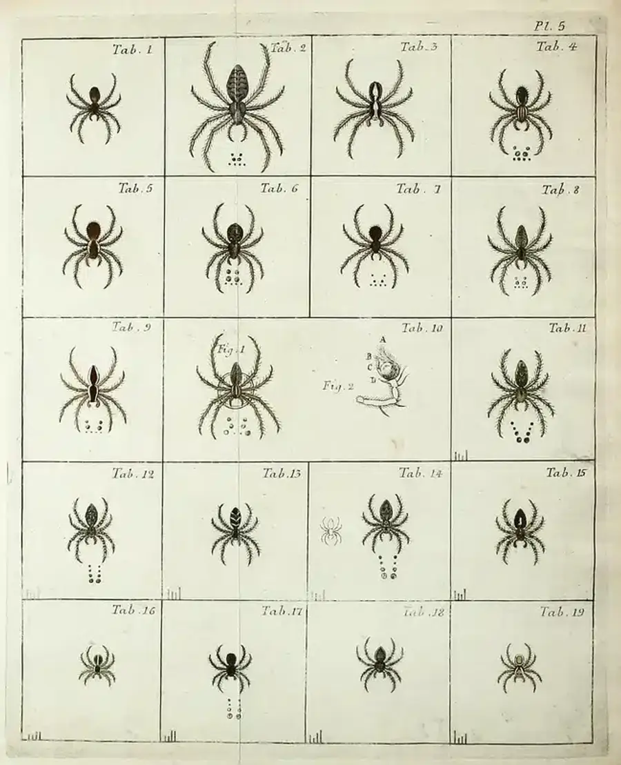 Illustration of various spider species