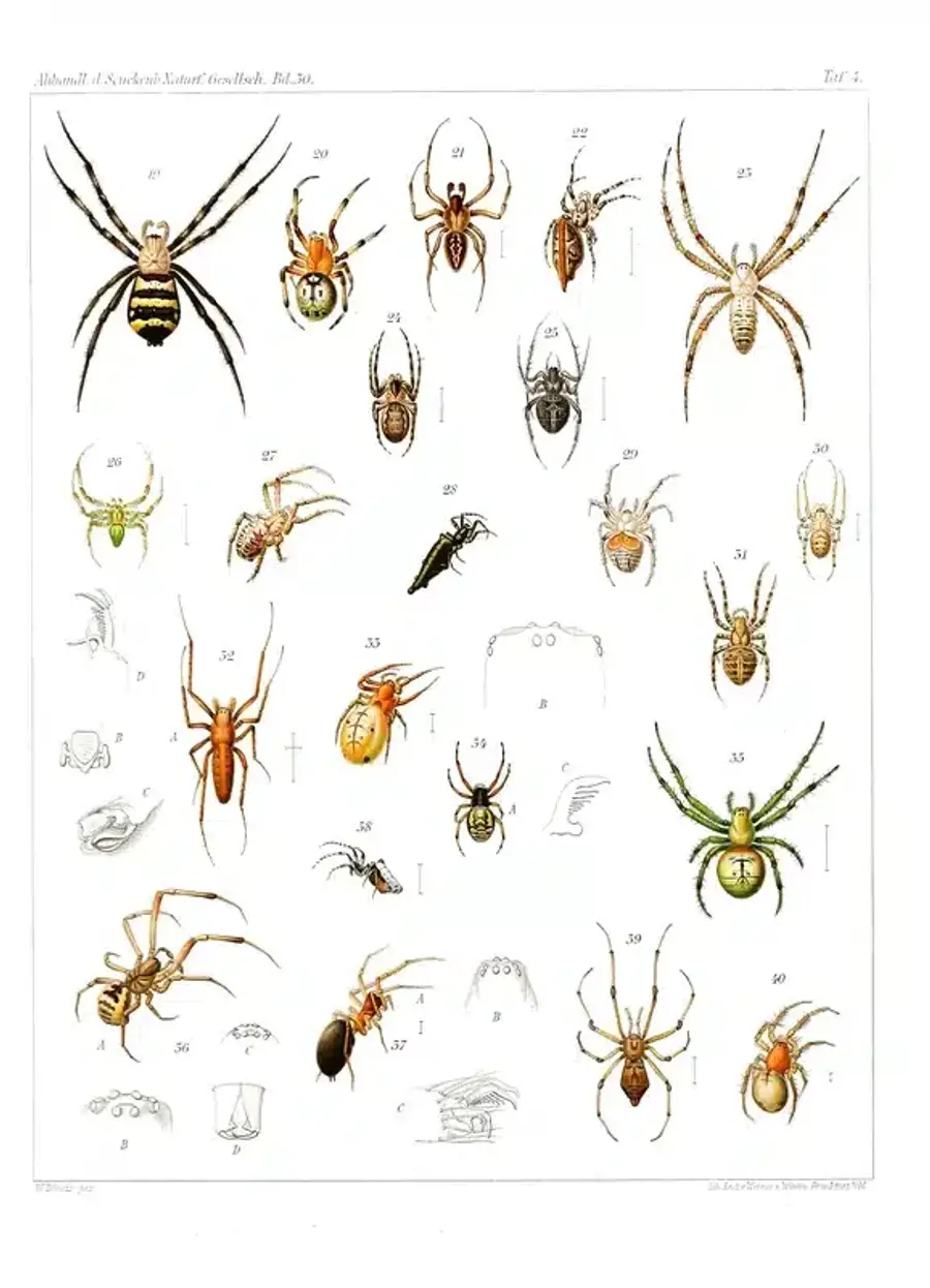 Illustration of various spider species
