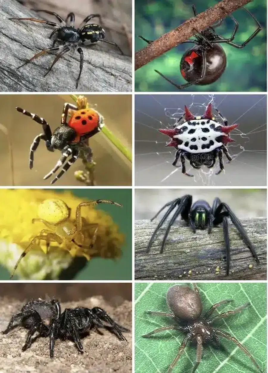 Collage of different spider species