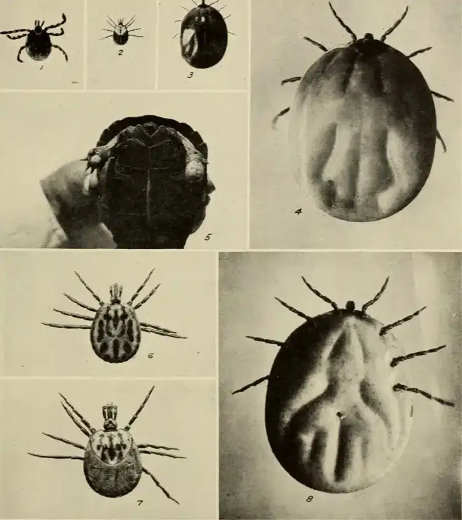Different species of ticks displayed