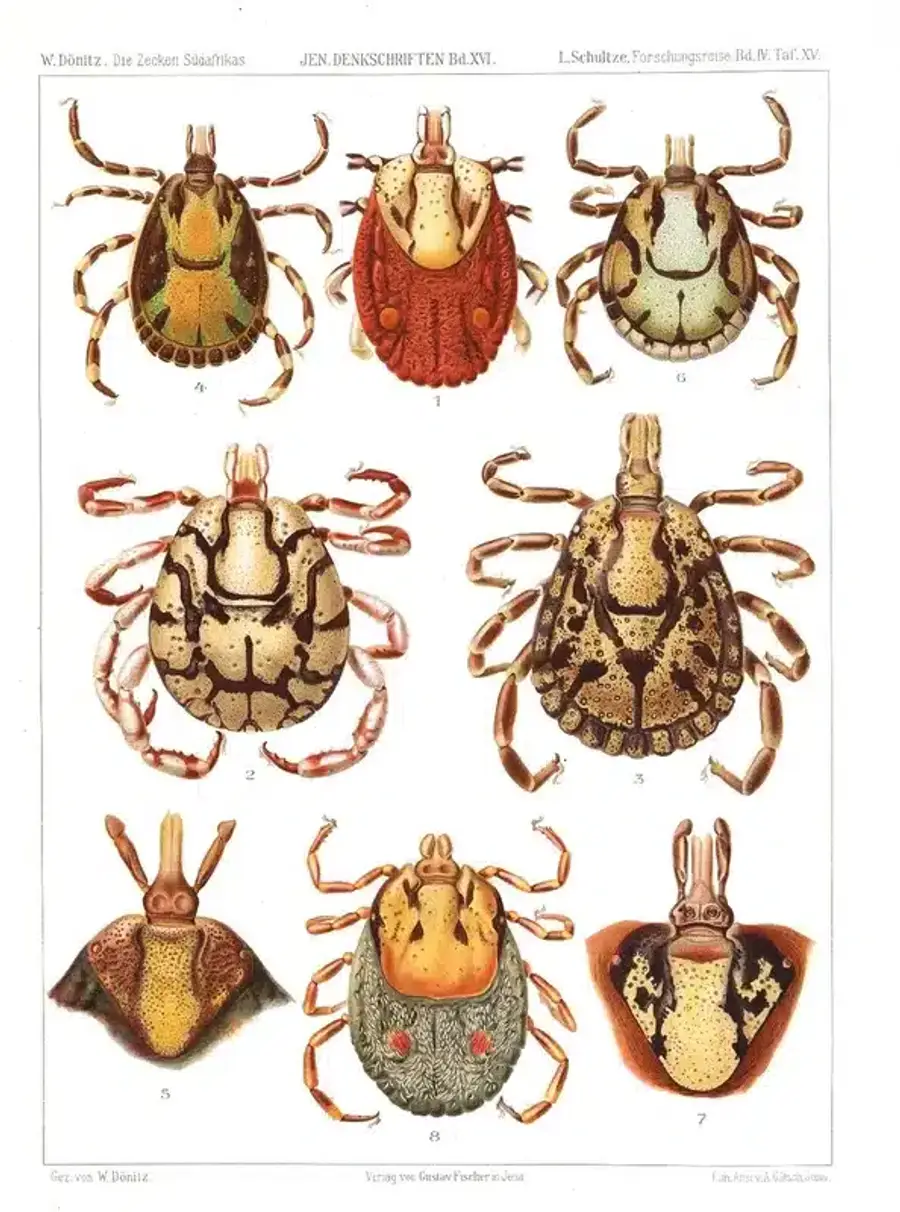 Illustration of different species of ticks