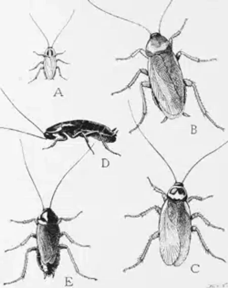 Illustration of different cockroach species