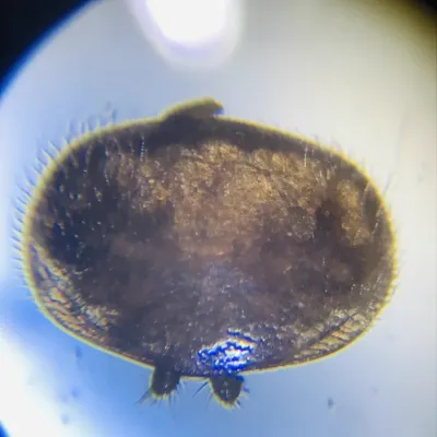 Magnified view of a varroa mite showing its oval reddish-brown body and eight legs